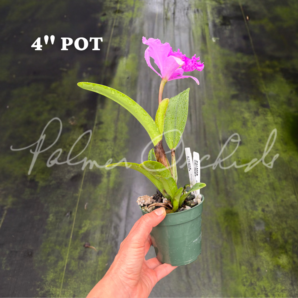 Rlc. Ben Jammin — Palmer Orchids